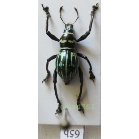 Metapocyrtus ostentator (Heller, 1916) male Philippines65b
